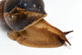 Achatina schweinfurthi simulans Congo adult